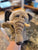 Elephant Hand Puppet