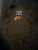 Thanksgiving turkey long sleeve shirt  6-9 Months